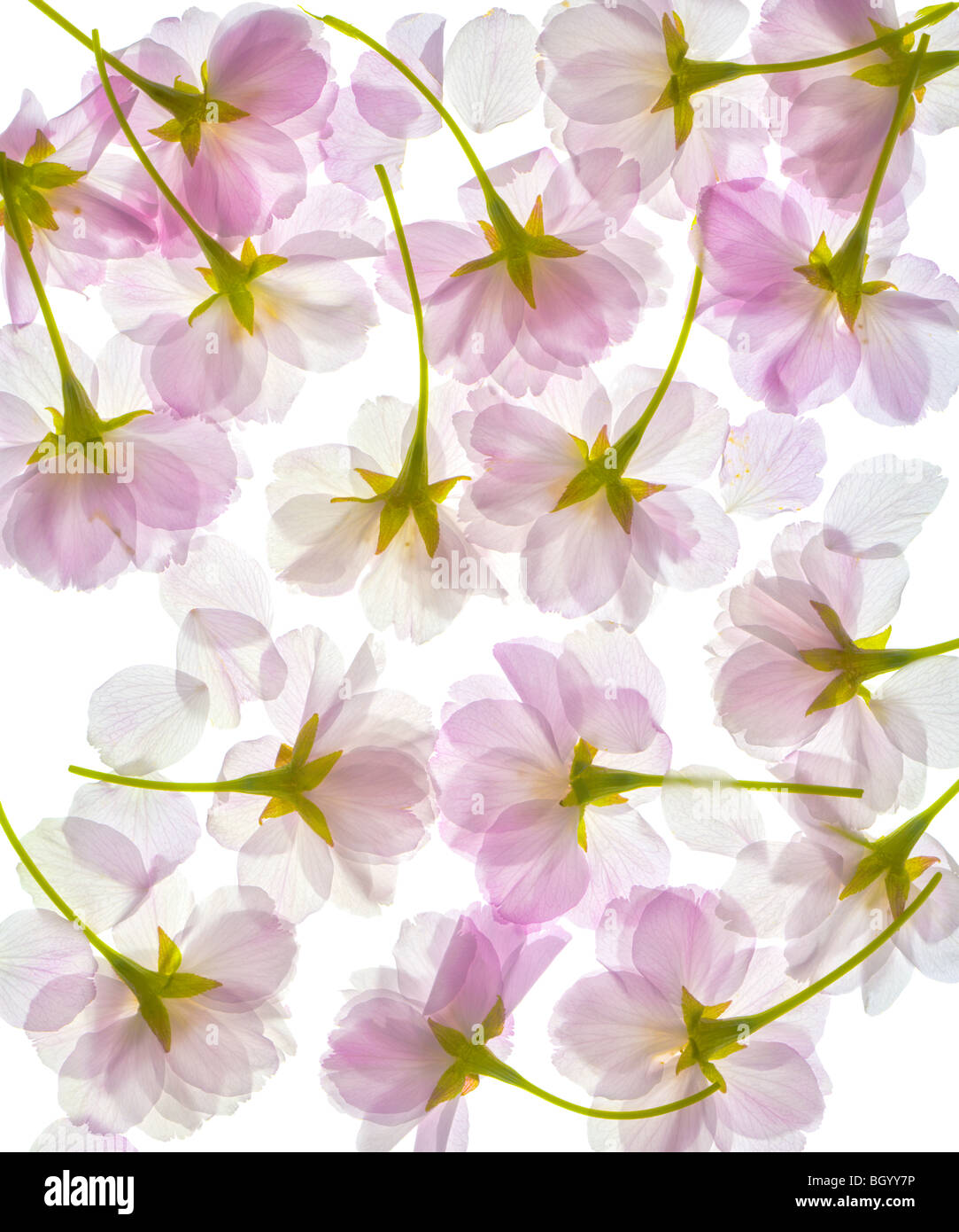 Completely translucent cherry blossom, blossoms, flowers petals. Pattern isolated on a white background. Close up. cut out Stock Photo