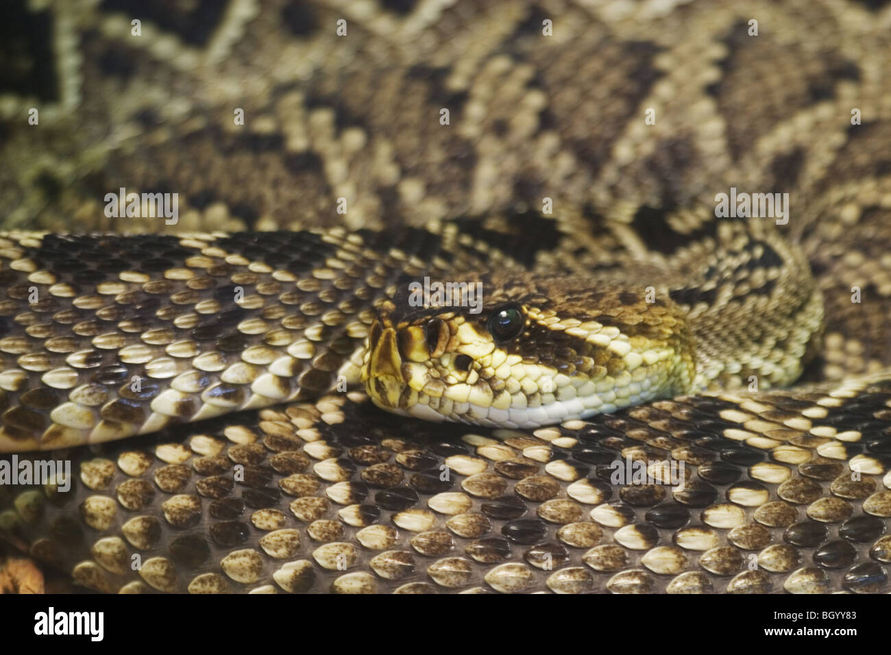Eastern Diamondback Rattlesnake (Crotalus adamanteus) native to the