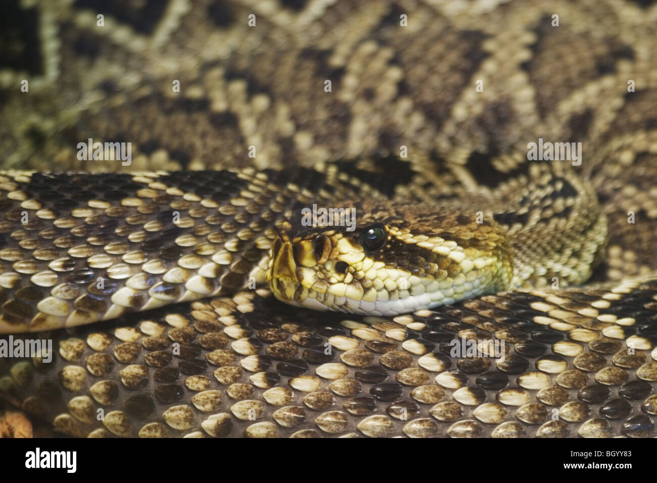 Eastern Diamondback Rattlesnake (Crotalus adamanteus) native to the southeastern United States. Growes to a length of 6 feet. Stock Photo