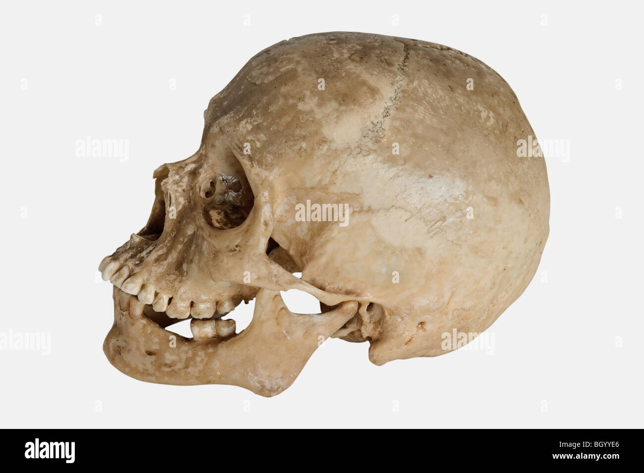 Human Skull (Homo sapiens) Stock Photo