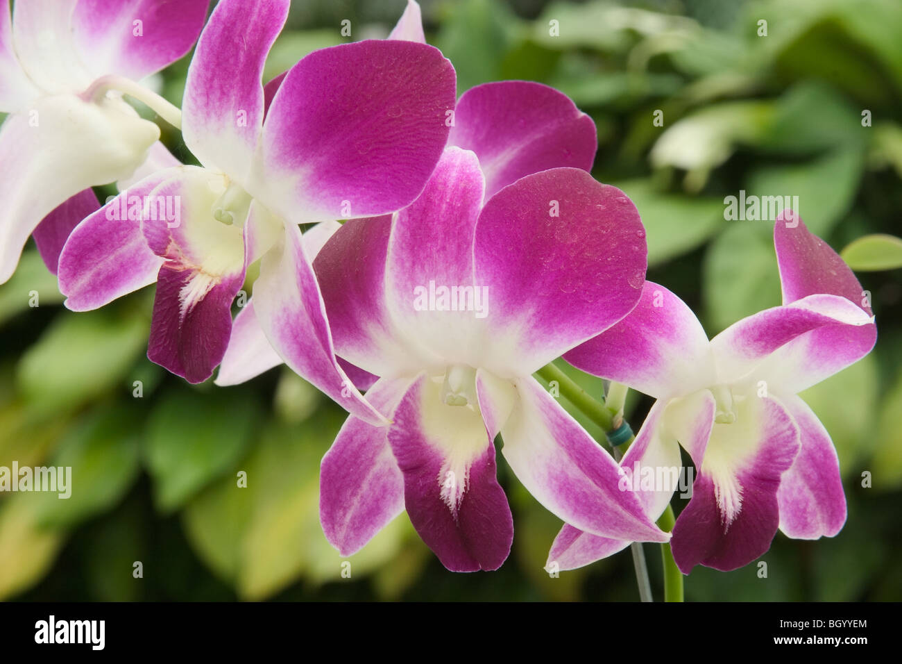 Cultivated orchids hi-res stock photography and images - Alamy