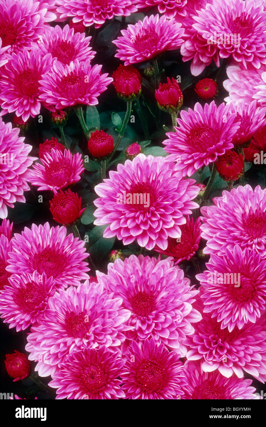 Mums (Chrysanthemum spp Stock Photo Alamy