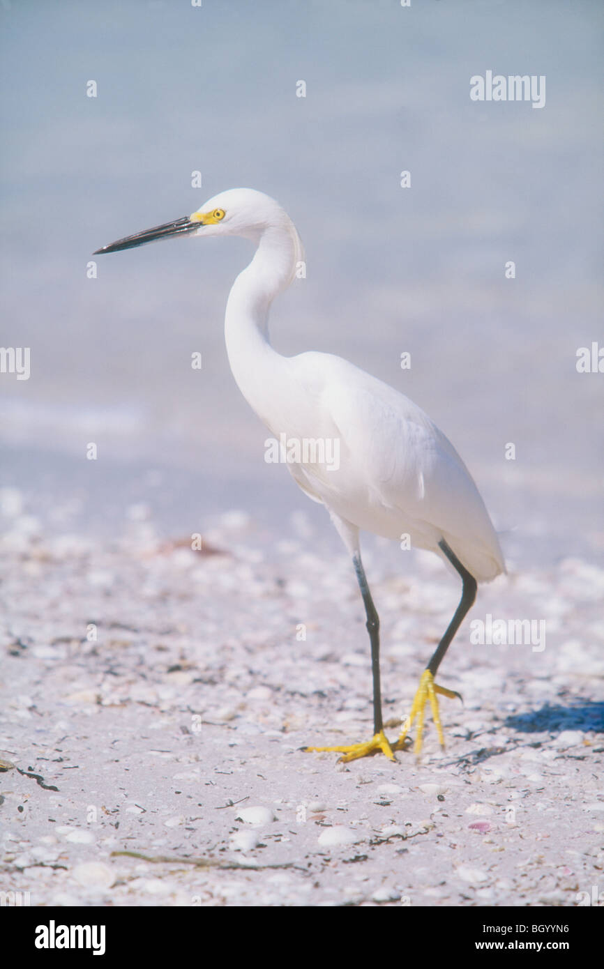 Snowy Egret (Egretta thula) in breeding plumage looking for food on beach Stock Photo
