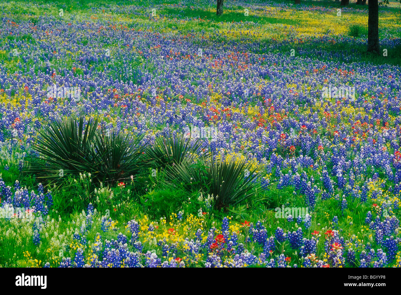 Field of Bluebonnets and Paintbrush, Texas Hill Country Stock Photo