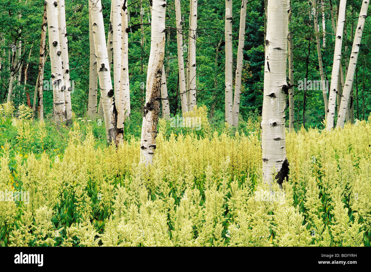 Quaking Aspen Trees (Populus tremuloides) and Helleboro (Veratrum viride)...Gunnison National Forest, Colorado Stock Photo