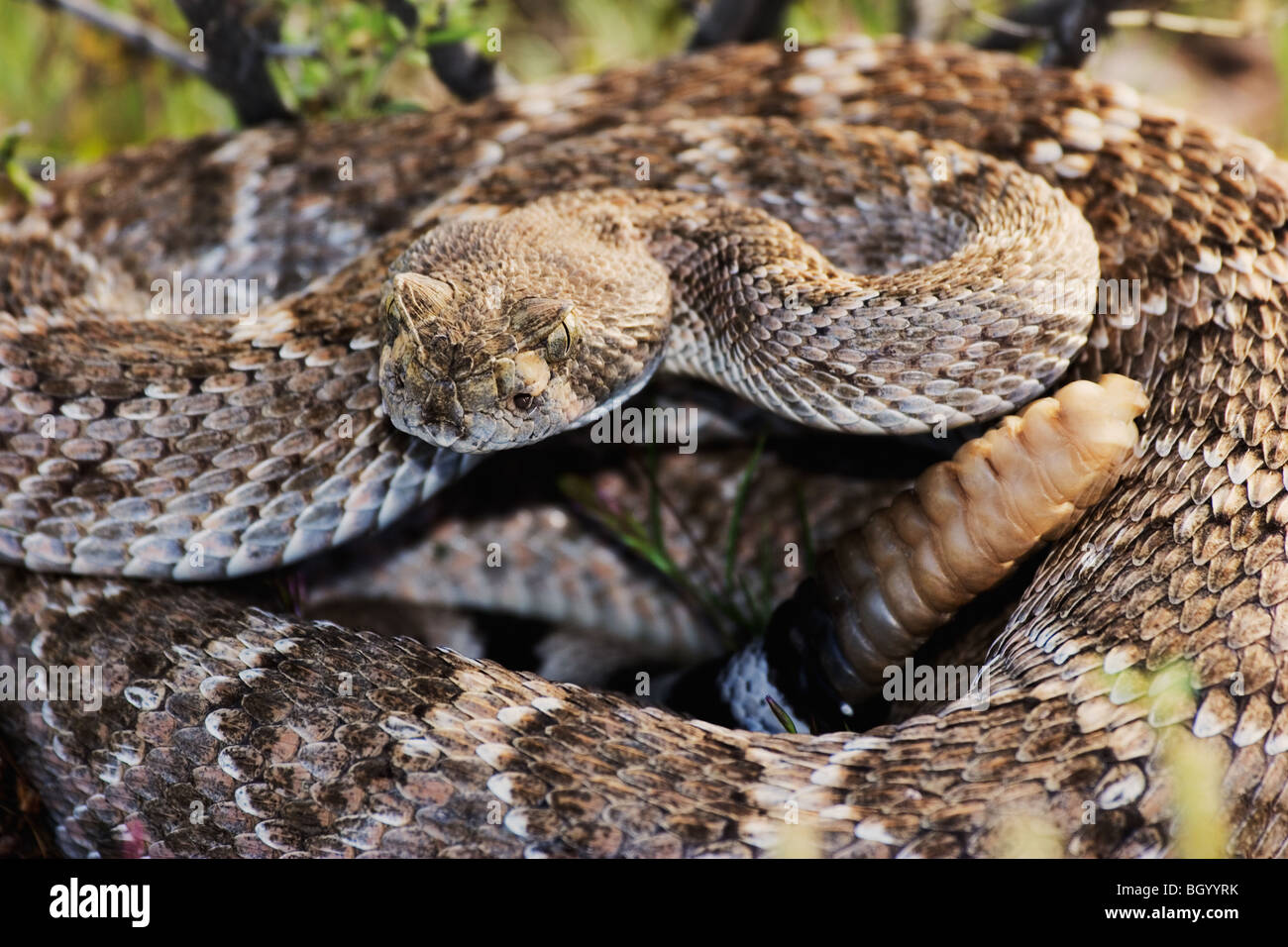 Western Diamondback Rattlesnake (Crotalus atrox) native to the