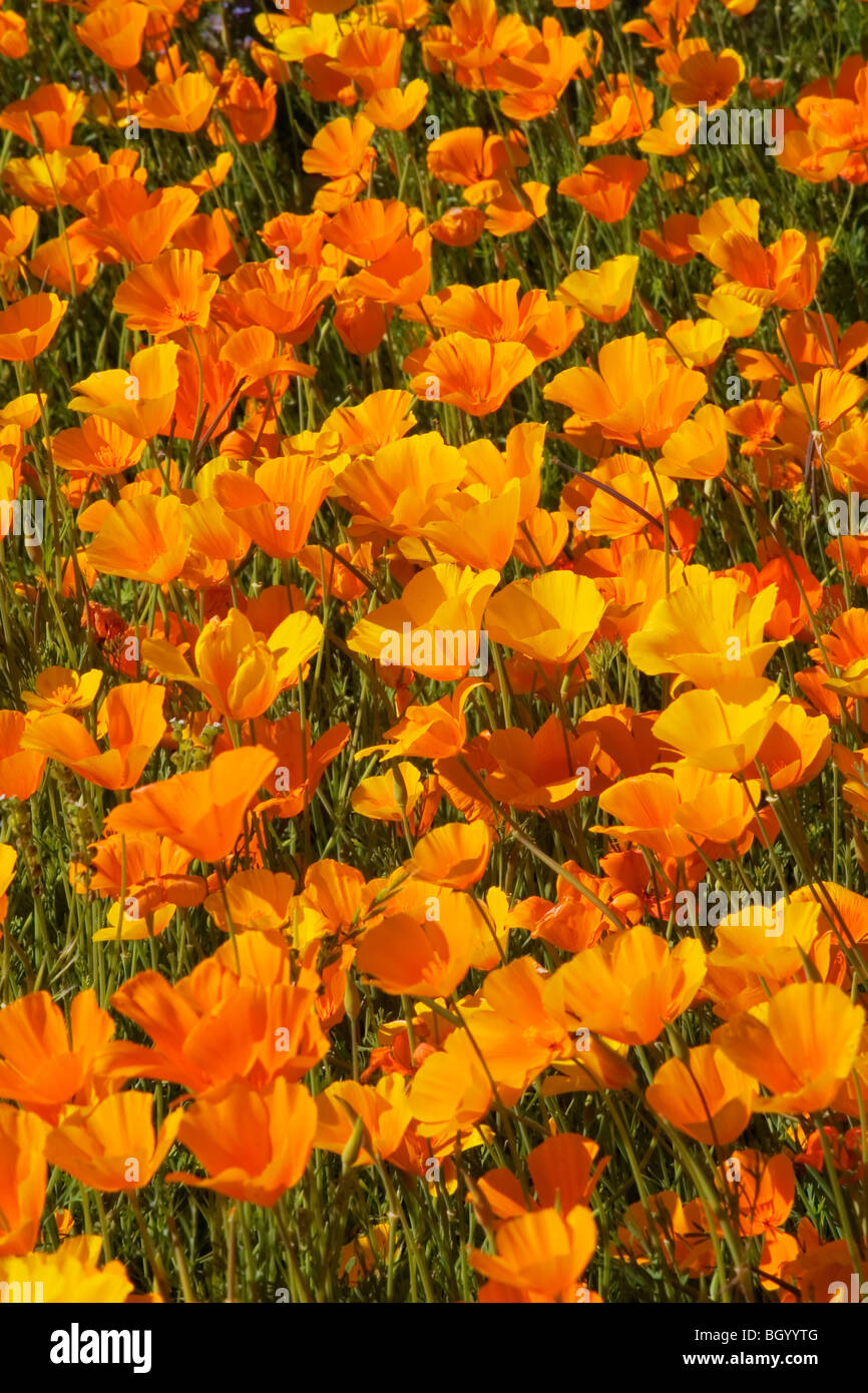 California poppies in field hi-res stock photography and images - Alamy
