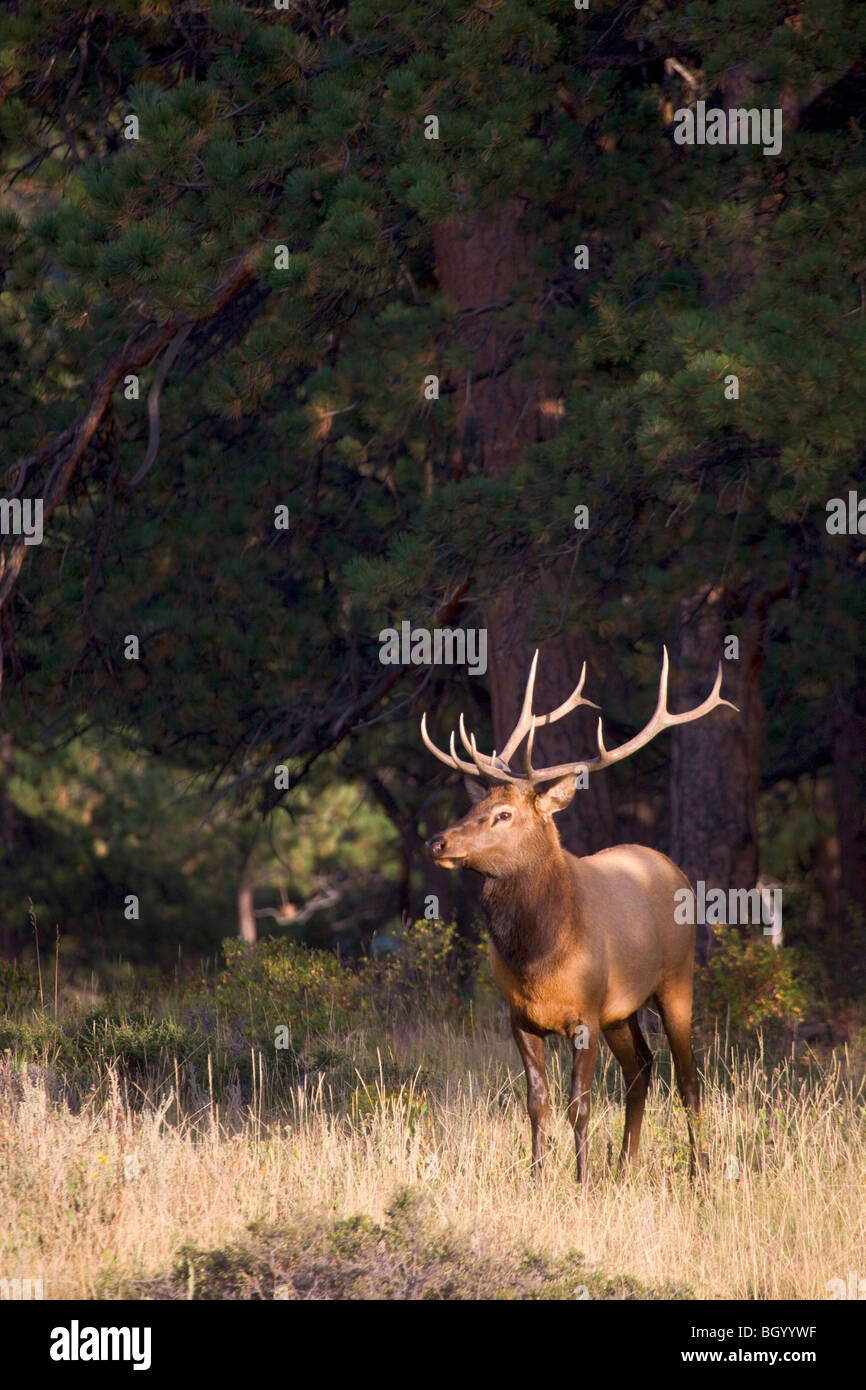Elk at rocky mountain national park hi-res stock photography and images ...