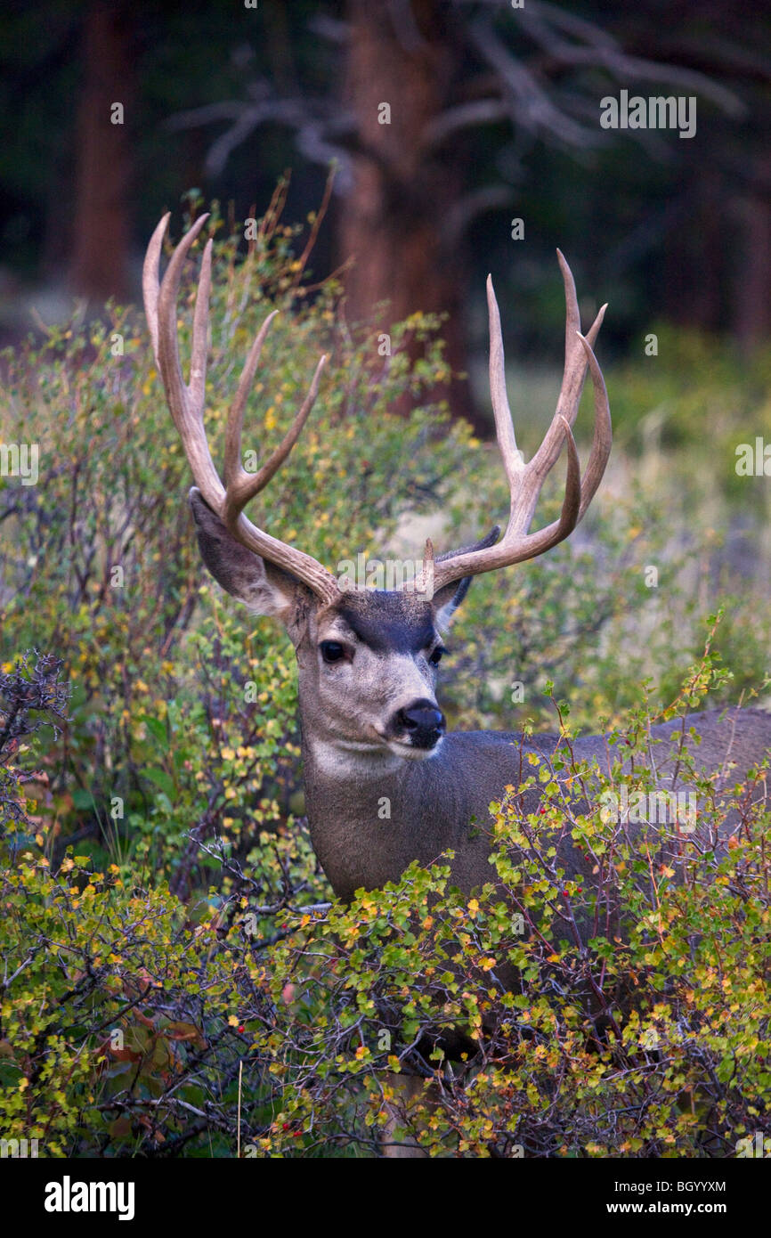 Mule Deer, Rocky Mountain National Park, Colorado. Stock Photo