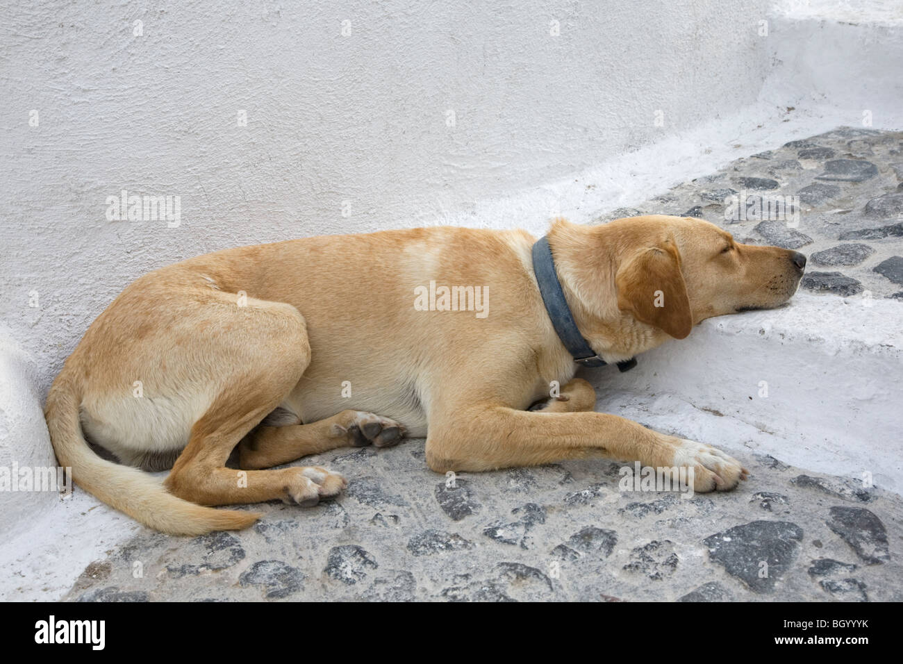 Dog sleeping on Santorini stone stairway Stock Photo