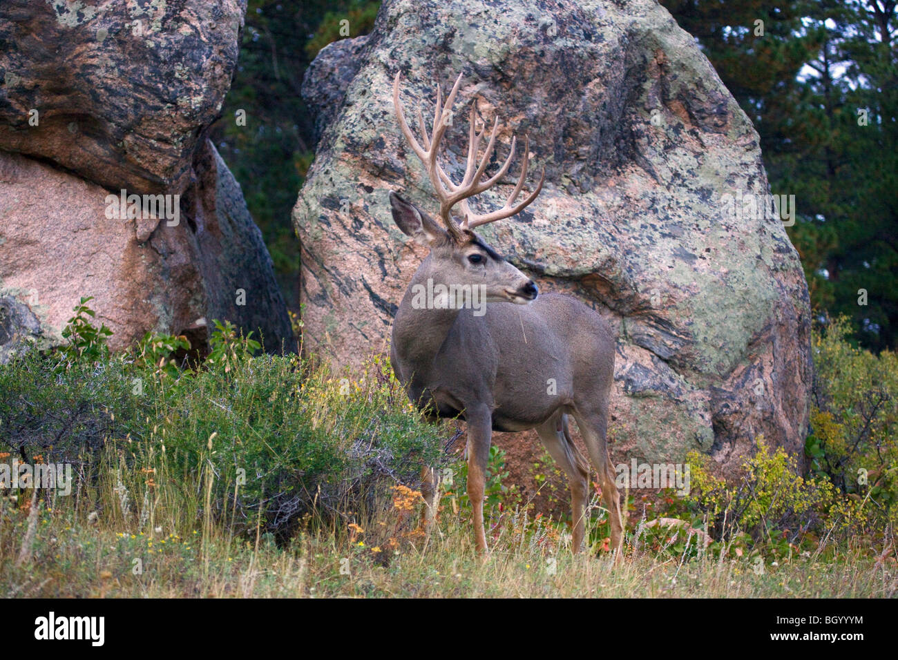 Mule Deer, Rocky Mountain National Park, Colorado Stock Photo - Alamy