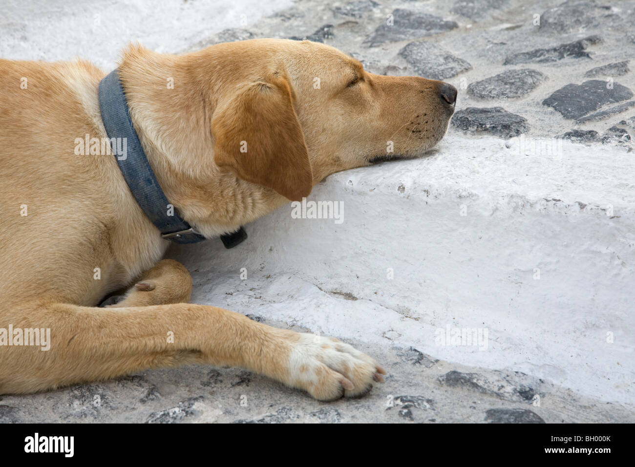 Dog sleeping on Santorini stone stairway Stock Photo