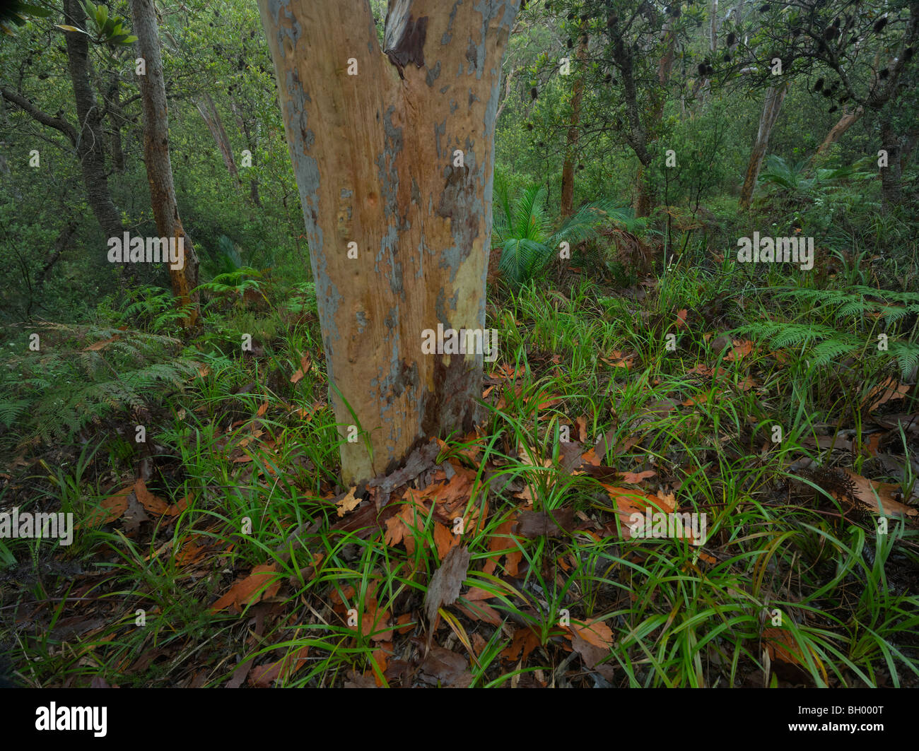 Angophora costata trunk peeling bark at Wyrrabalong National Park, NSW Australia Stock Photo
