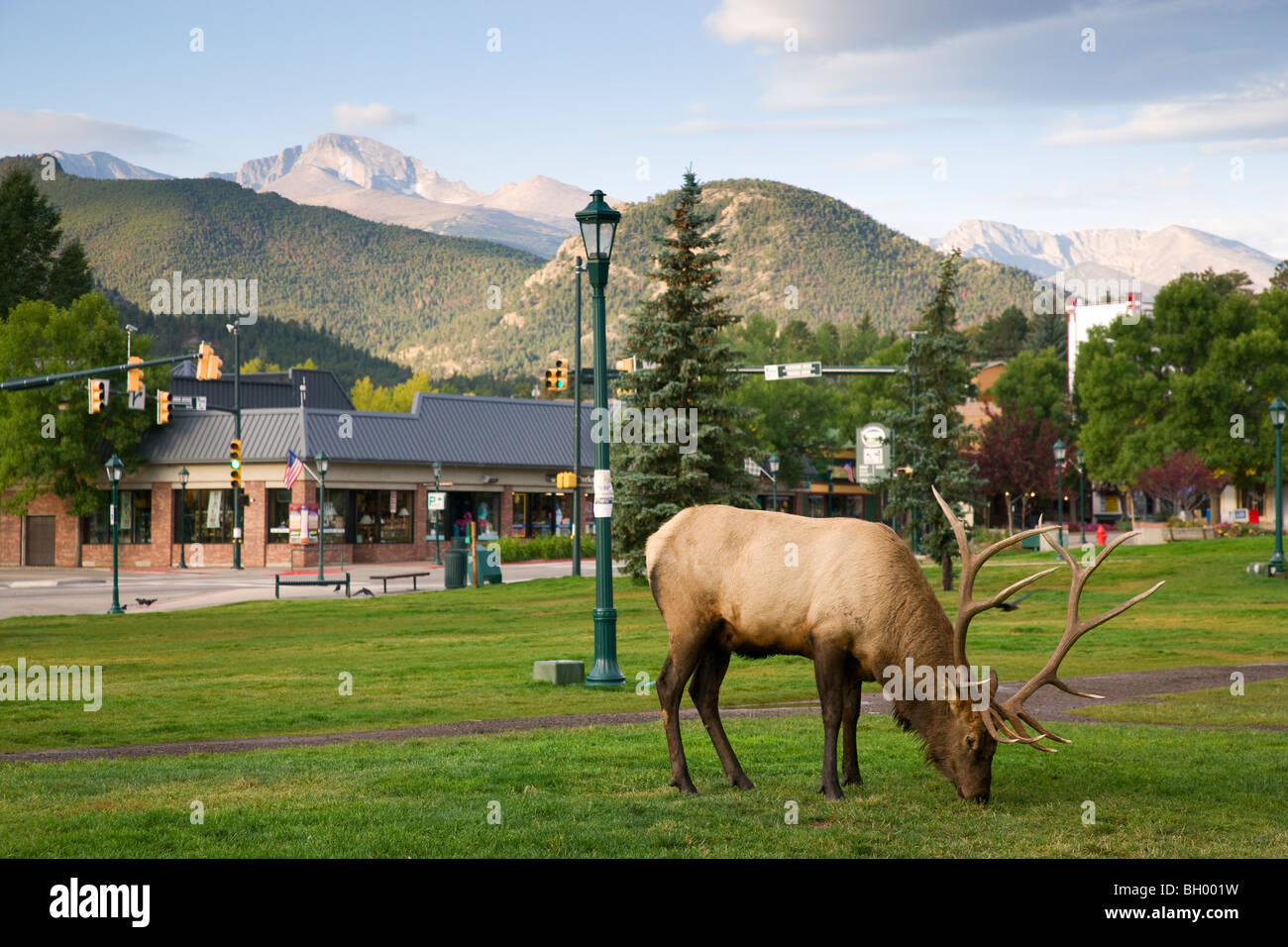 Elk in Estes Park, gateway to Rocky Mountain National Park, Colorado