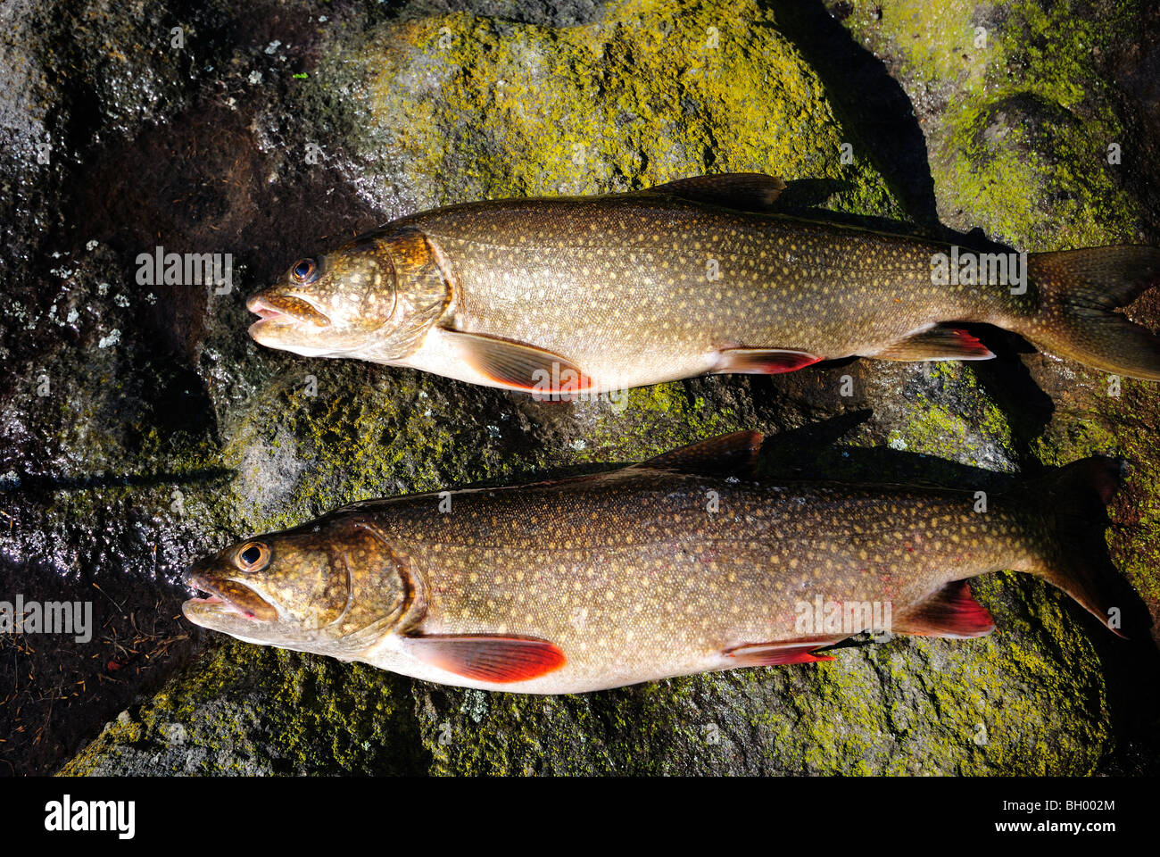 Lake trout from a Canadian shield lake. Stock Photo