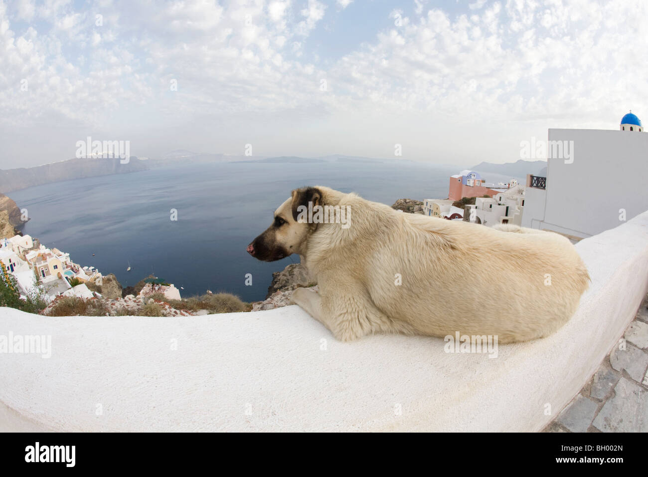 Dog lying on white wall looking out over panoramic view of Santorini village and lagoon, Greece Stock Photo