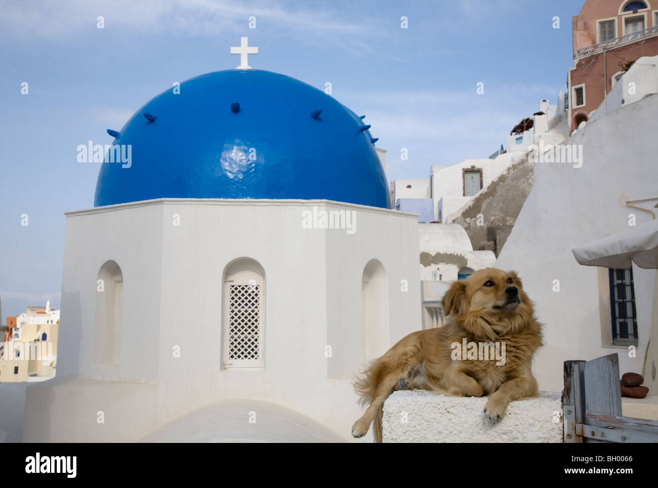 Pet dog on white gatepost in front of blue-domed church in a Greek Island village, Oia, Santorini. Stock Photo