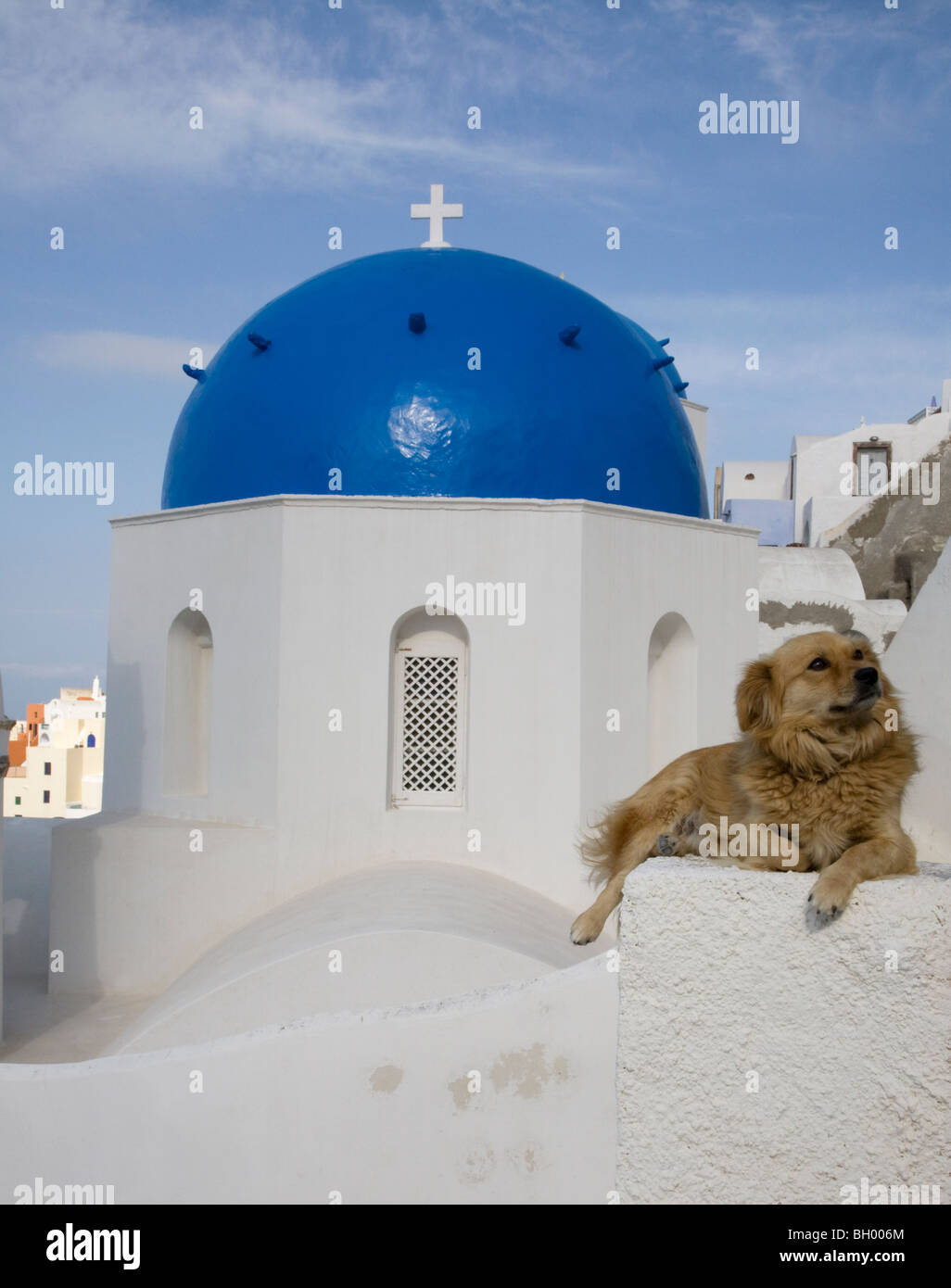 Dog relaxing on white gatepost in front of blue-domed church on Santorini Island, Greece Stock Photo