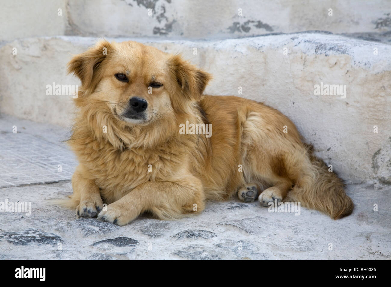 Small dog lying on cobblestone path Stock Photo