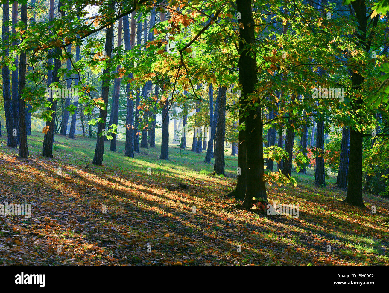 Yellow-green oak tree and sunrays in autumn city park Stock Photo