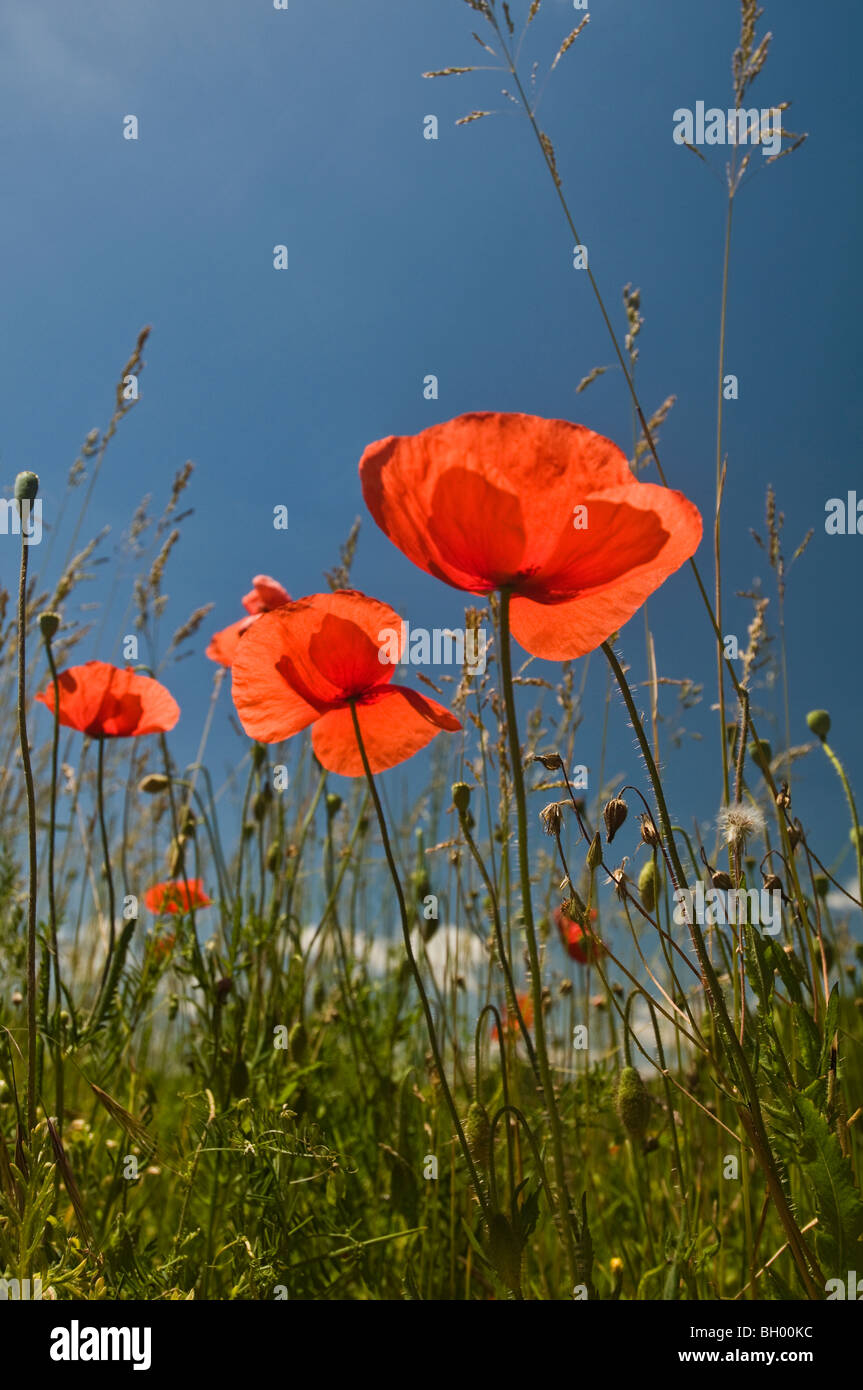 Blue poppy poppies hi-res stock photography and images - Alamy
