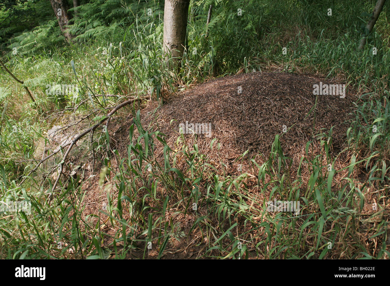 A typical wood ants' nest in Yorkshire, Northern England (Formica rufa