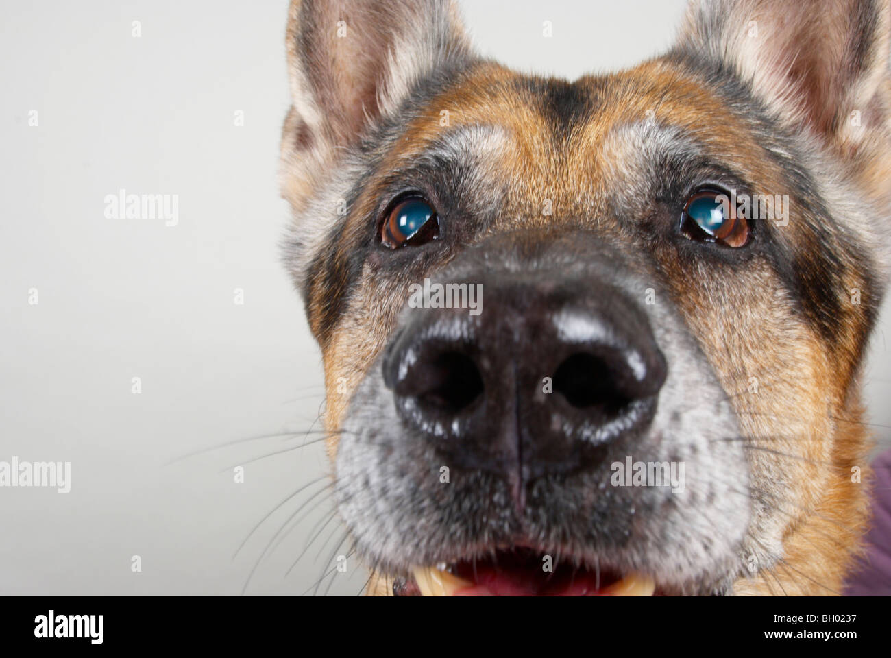 German shepherd dog / Alsatian Stock Photo