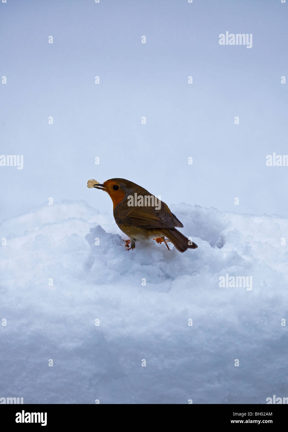 Robin garden bird in deep snow with food in beak Stock Photo