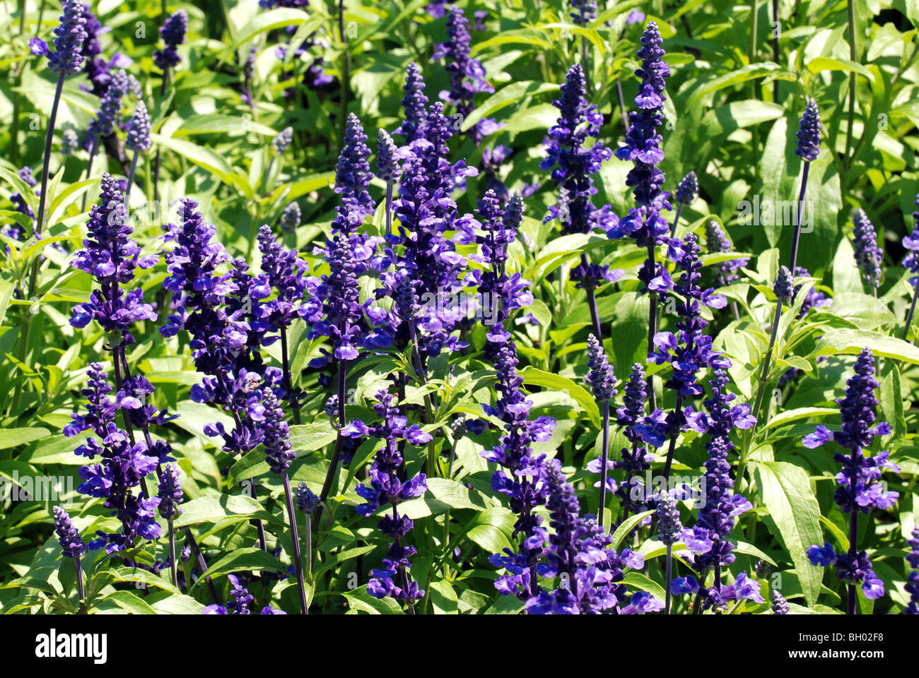 Purple flowers background Stock Photo - Alamy