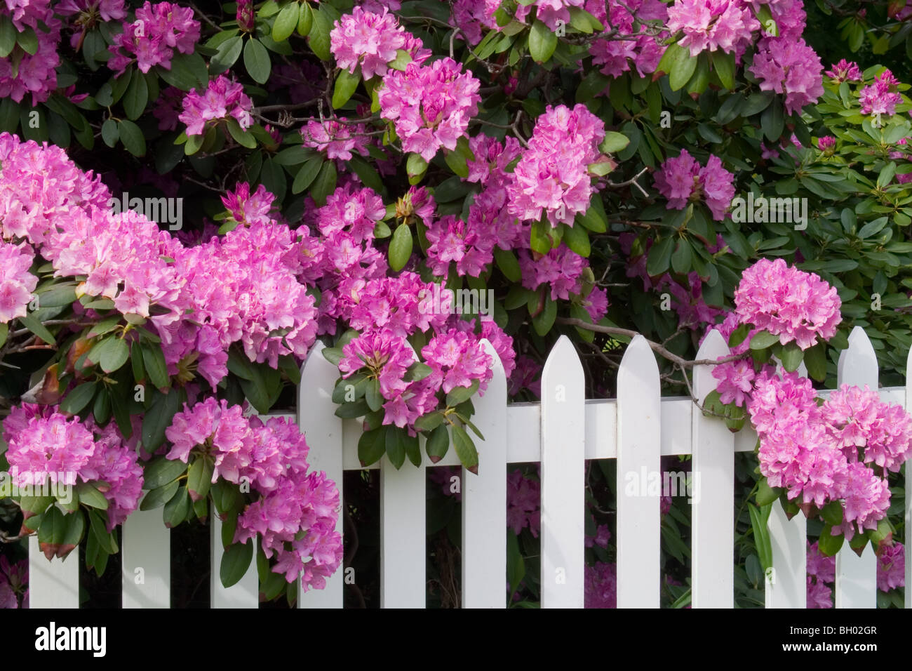 Rhododendrons and Picket Fence Stock Photo