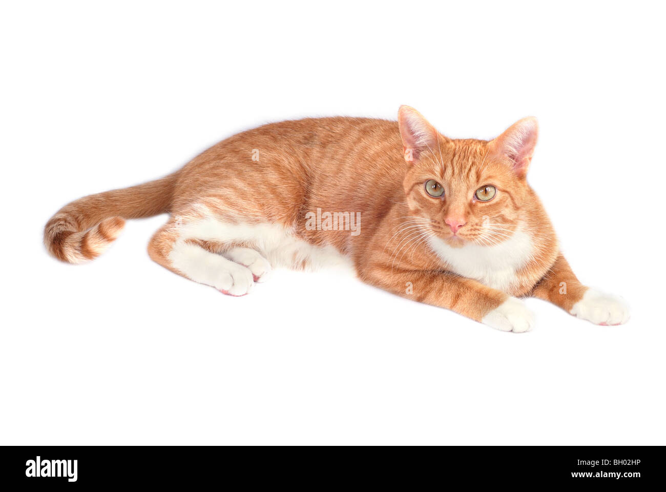 Red cat on a white background Stock Photo
