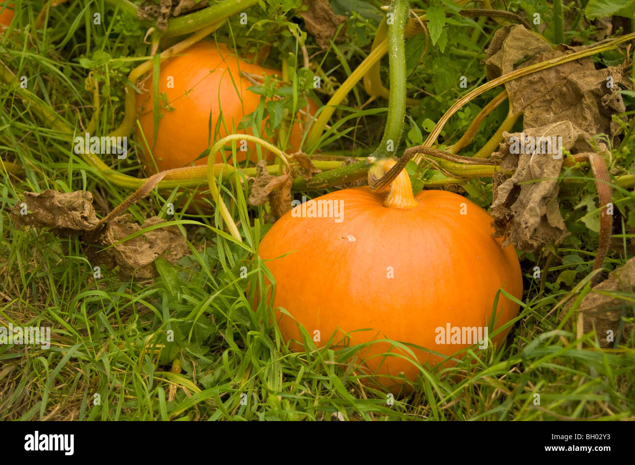 Pumpkin (Cucurbita maxima) growing in the grass on an allotment plot Stock Photo