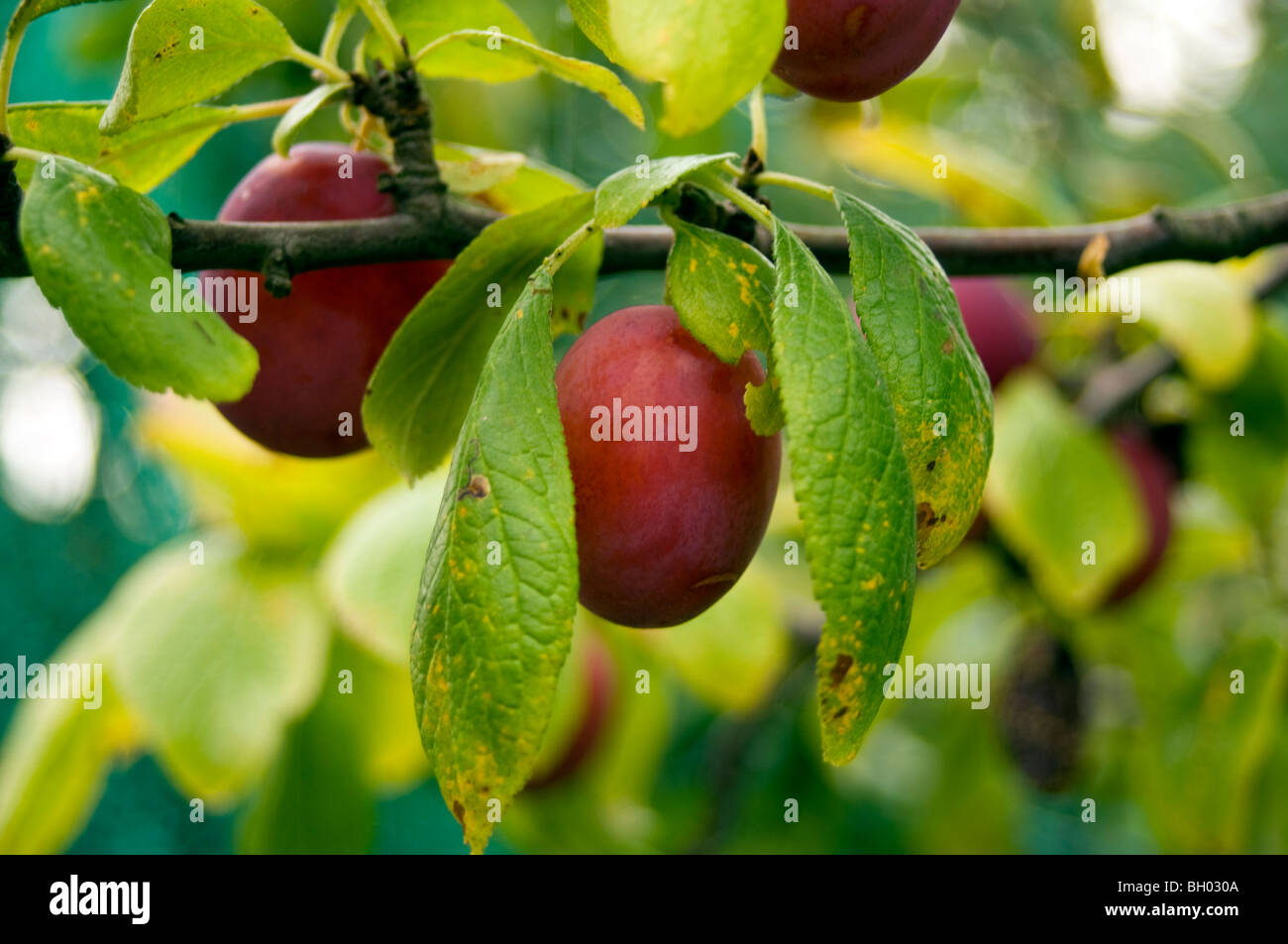 Laxative leaf juice hires stock photography and images Alamy