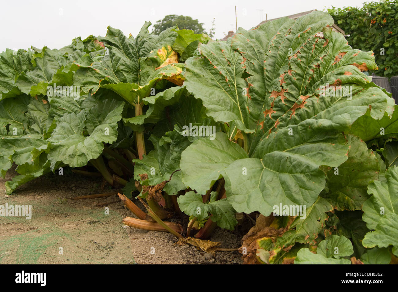 Rhubarb (Rheum rhabarbarum) growing on an allotment plot Stock Photo