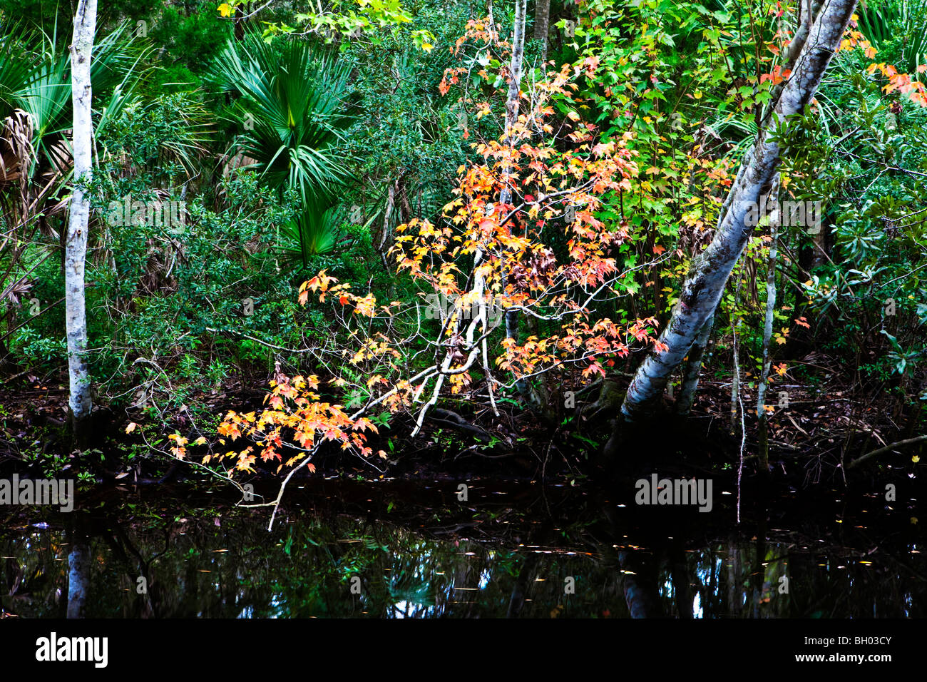 Maple Branch, James E Grey Preserve, New Port Richey, Florida Stock