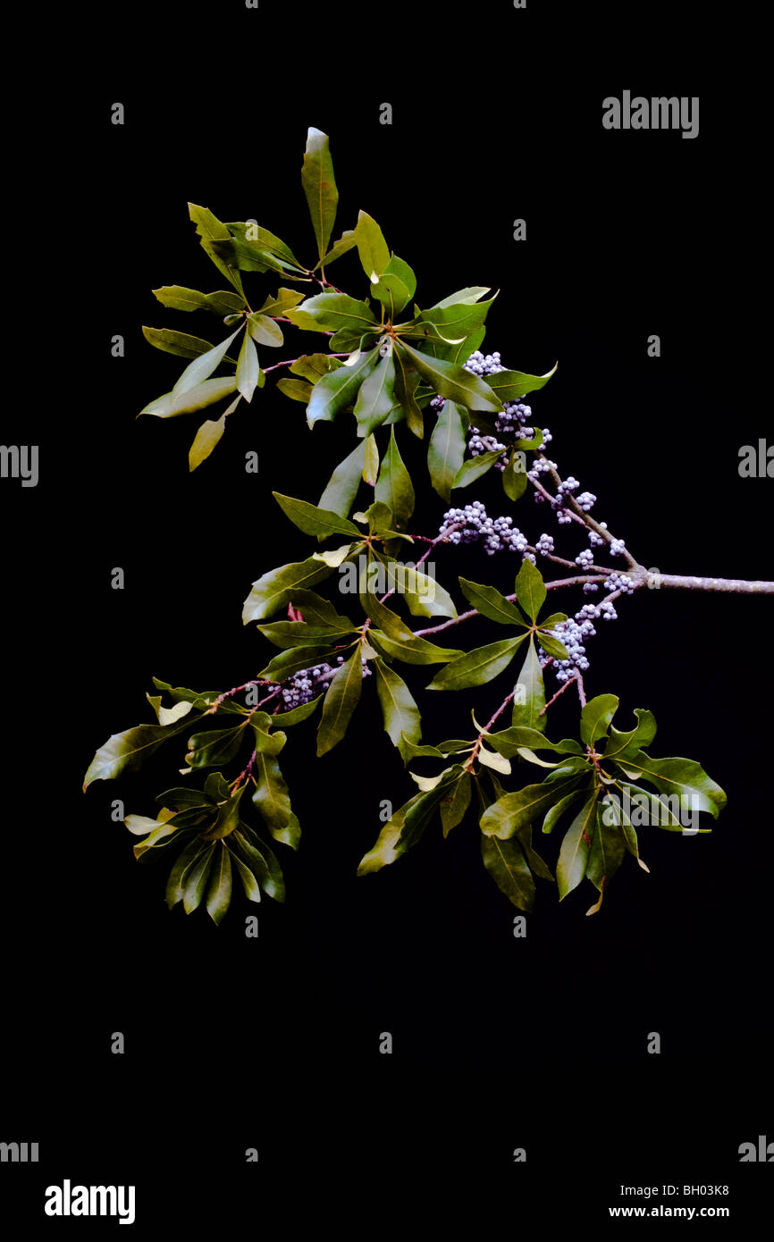 Southern Bayberry, myrica cerifera Linnaeus, James E Grey Preserve, New Port Richey, Florida Stock Photo