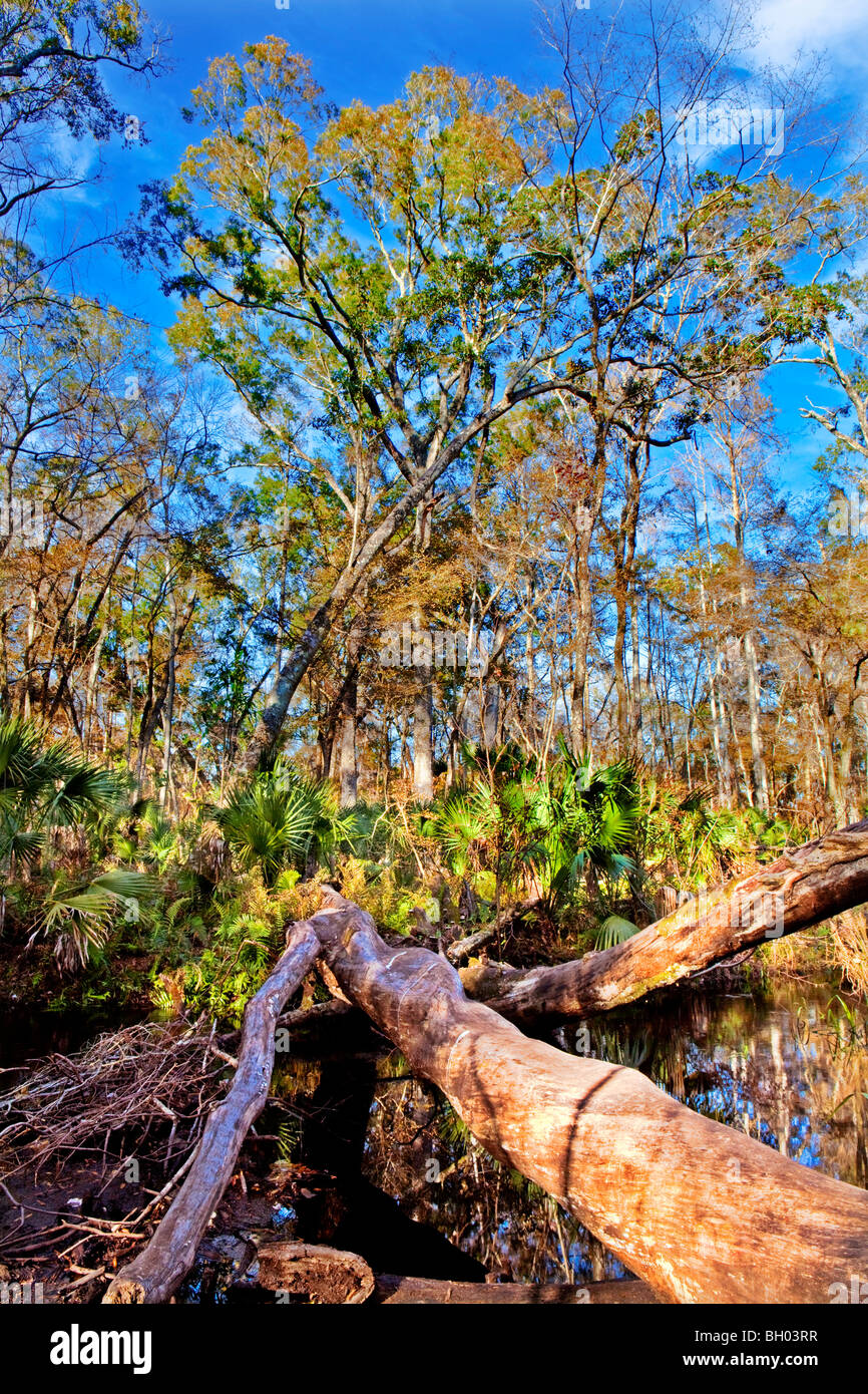 Starkey Wilderness Park, New Port Richey, Florida Stock Photo Alamy