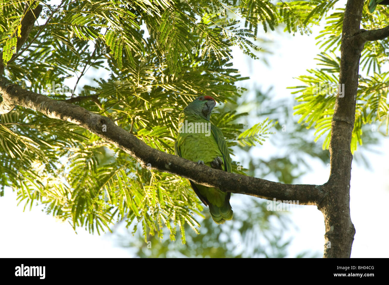 Festive Amazon (Amazona festiva bodini) perched resting on branch Botanical Garden Georgetown South America October Stock Photo