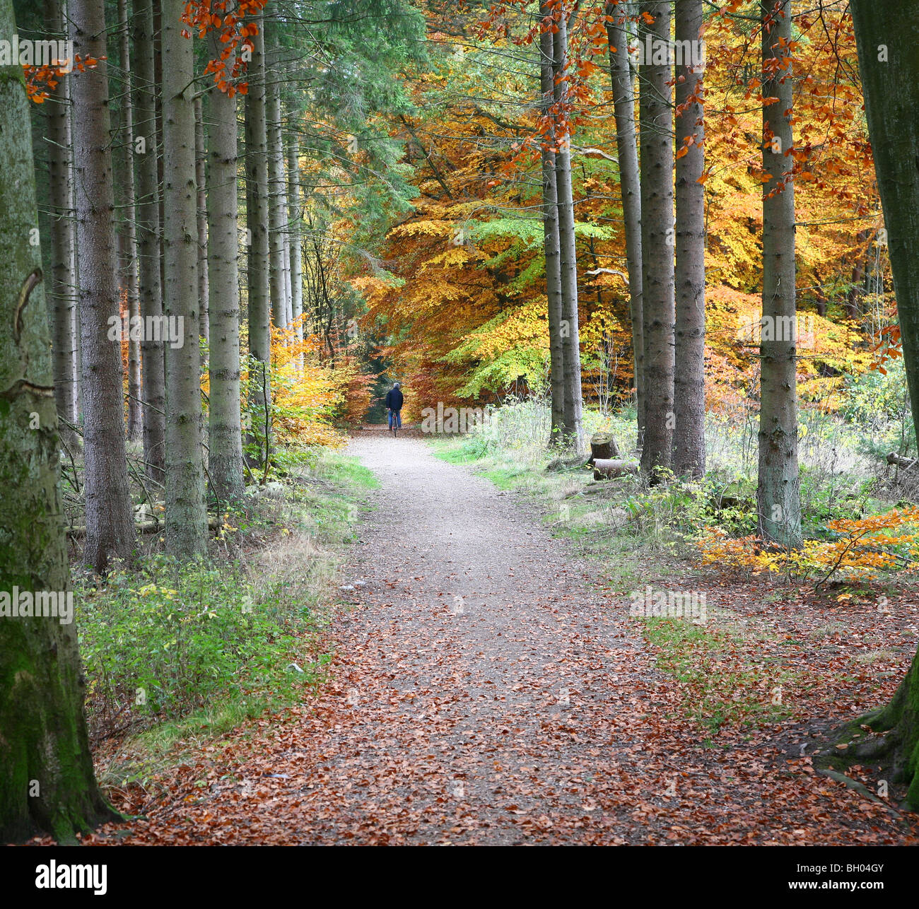 Autumn in Denmark forests Stock Photo - Alamy