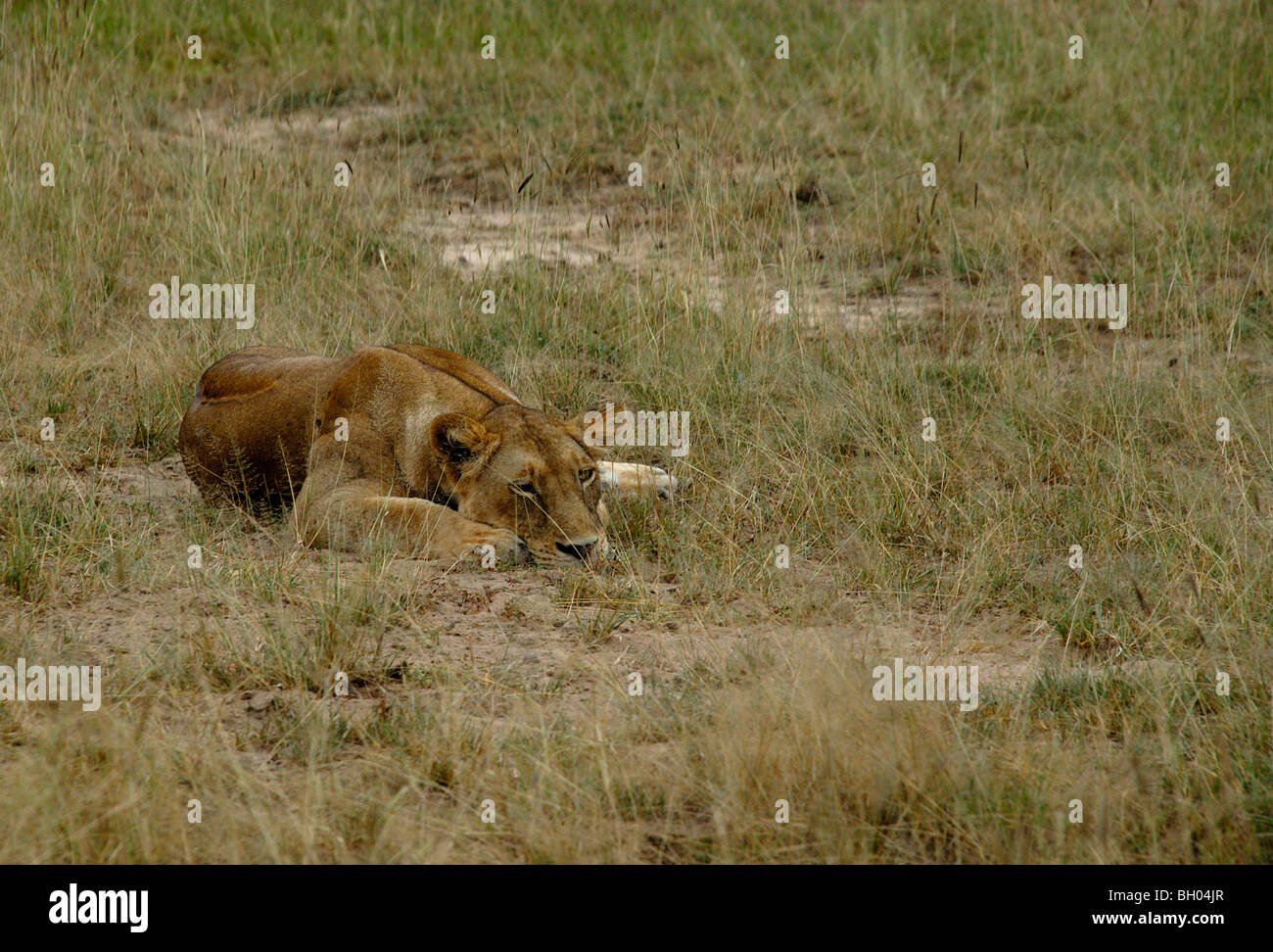 lioness lay down in Africa Stock Photo Alamy