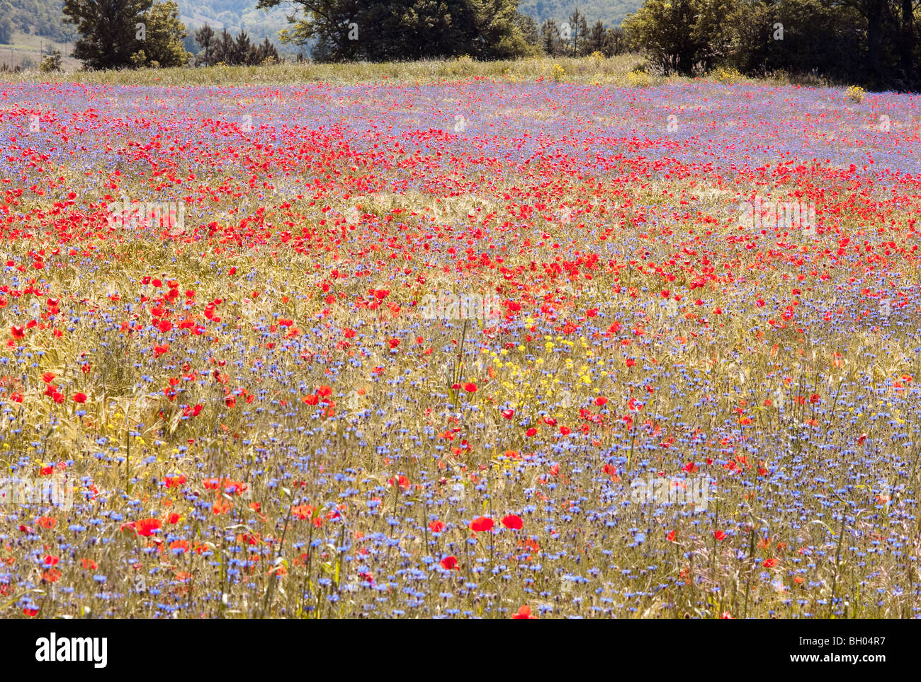 Beautiful yellow alpine poppies hi-res stock photography and images - Alamy