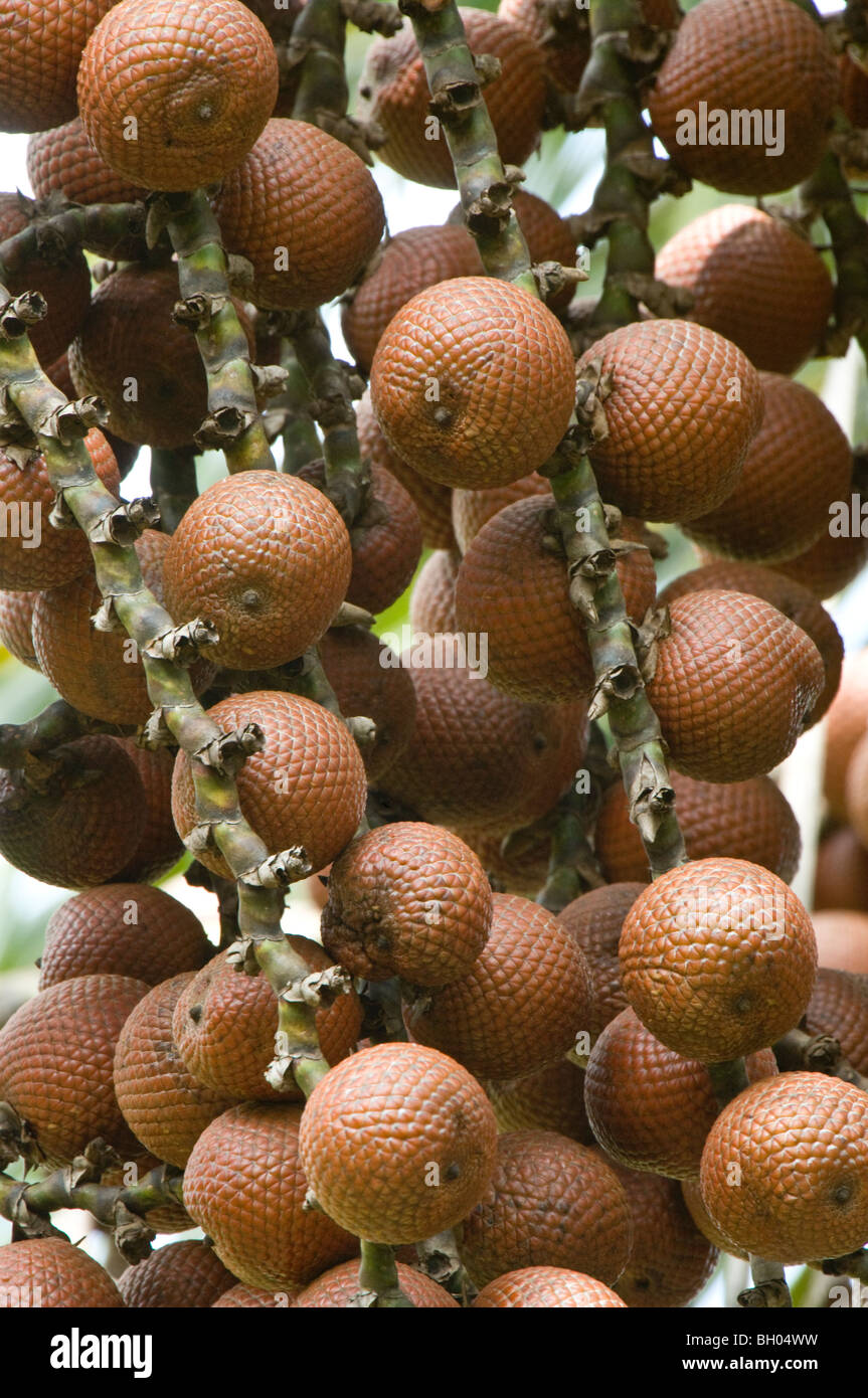 Ite Palm (Mauritia flexuosa) fruits Iwokrama Rainforest Guiana Shield