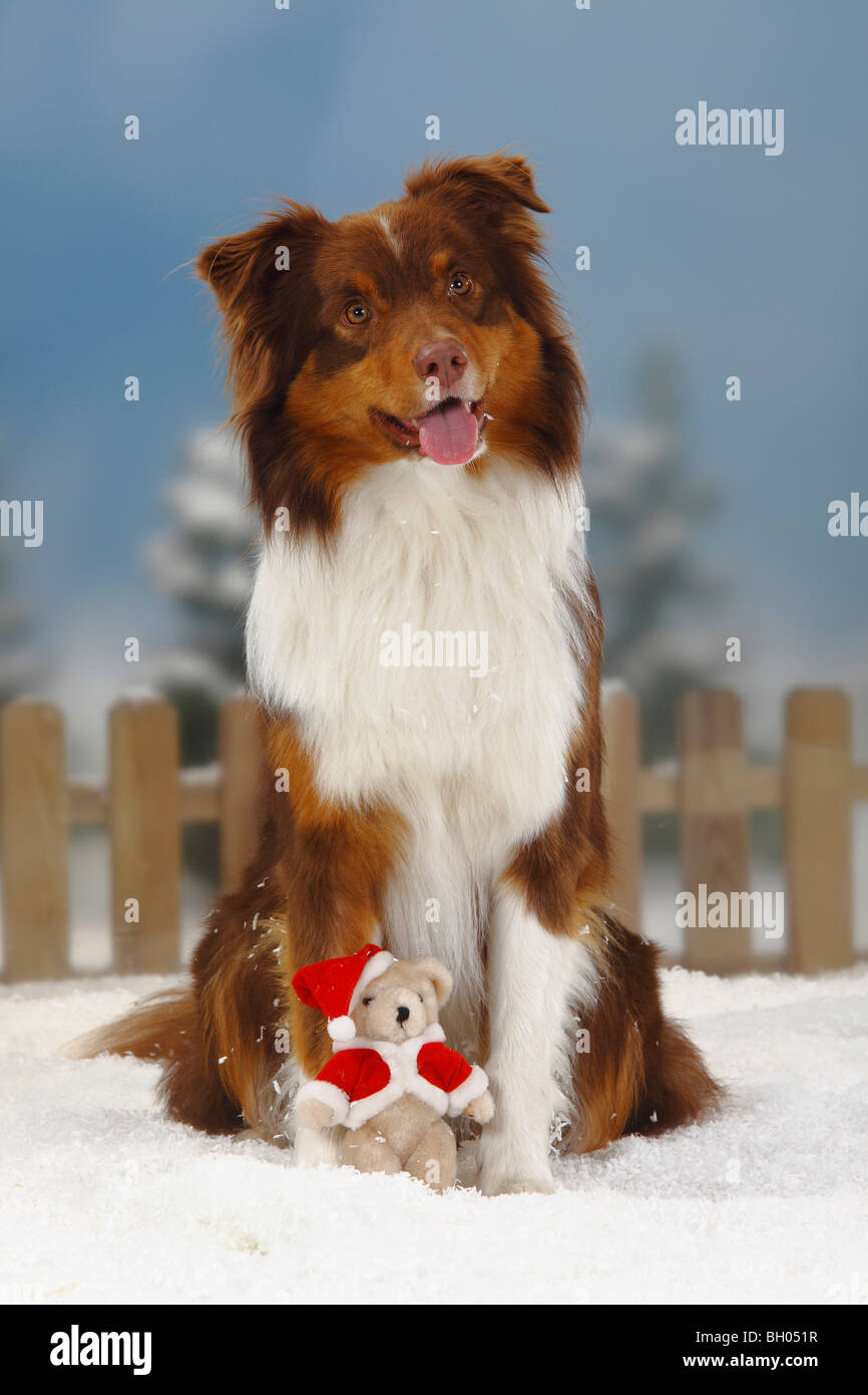 red tri toy aussie
