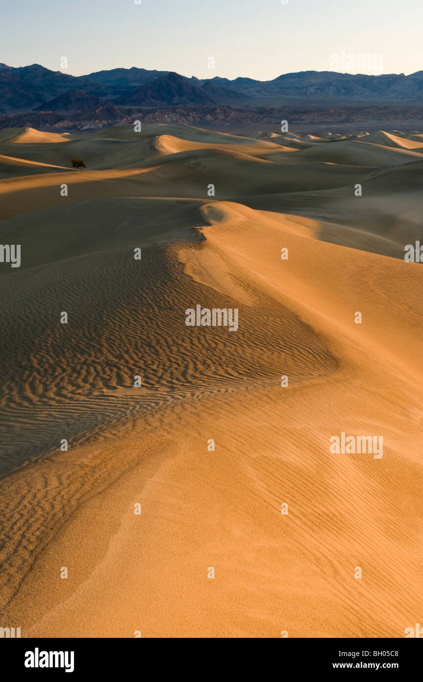 Death valley sand dunes vertical hi-res stock photography and images ...