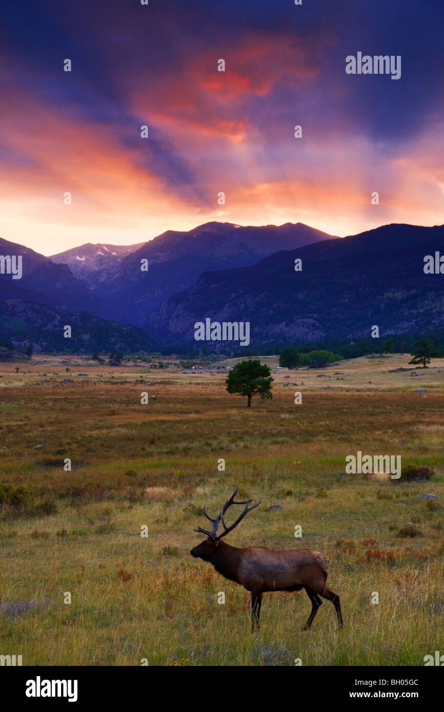Elk in Moraine Park, Rocky Mountain National Park, Colorado. Stock Photo