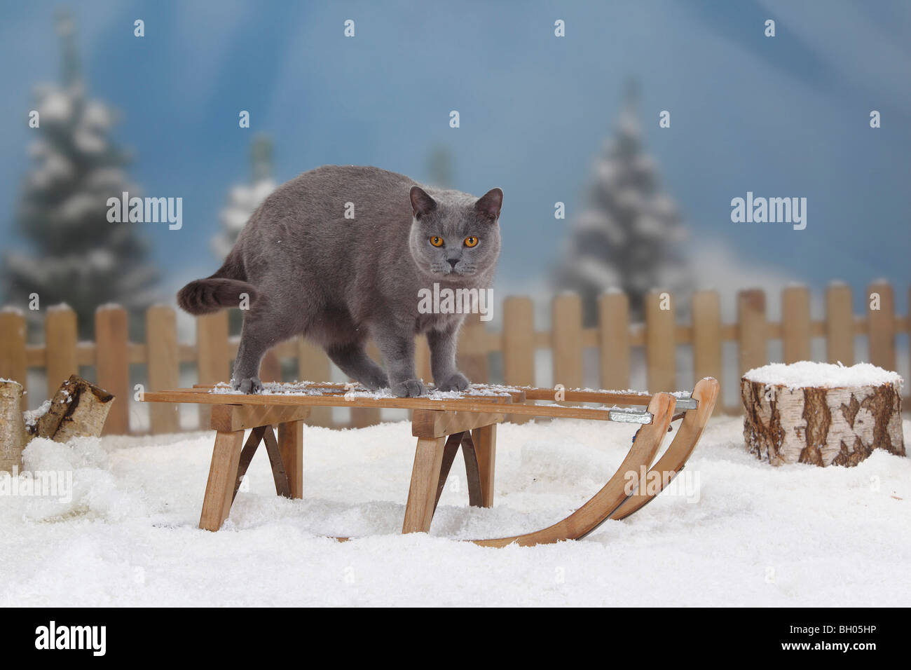 British Shorthair Cat, blue, tomcat / toboggan Stock Photo