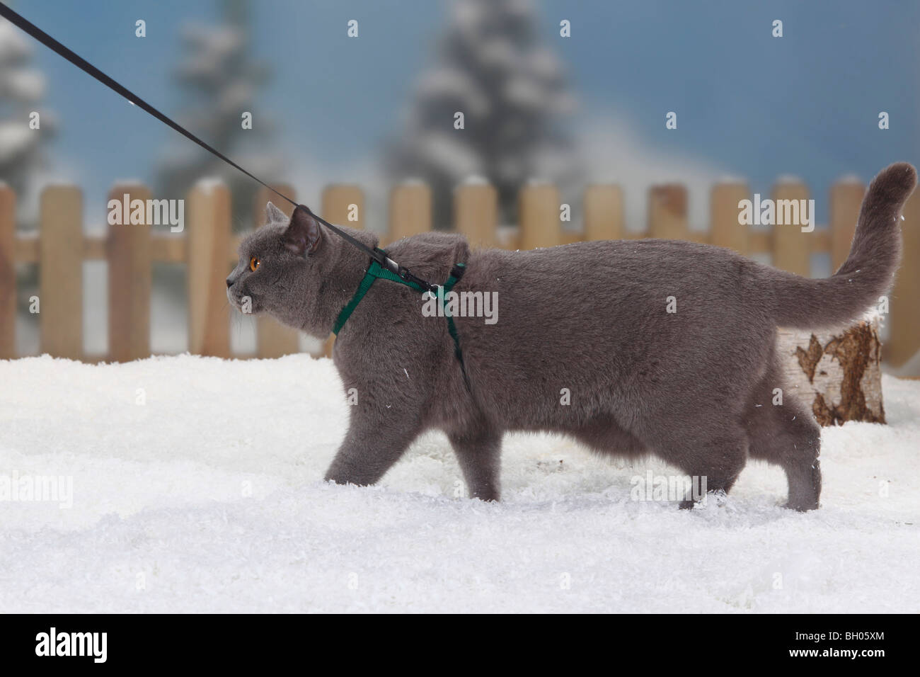 Outdoor cat with harness hi-res stock photography and images - Alamy