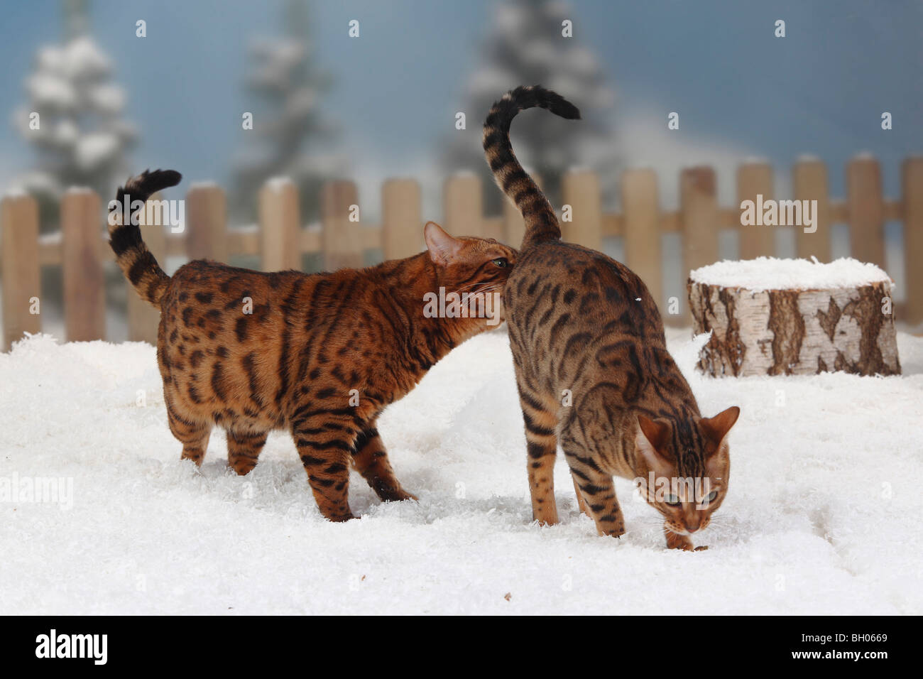 Bengal Cats, pair Stock Photo