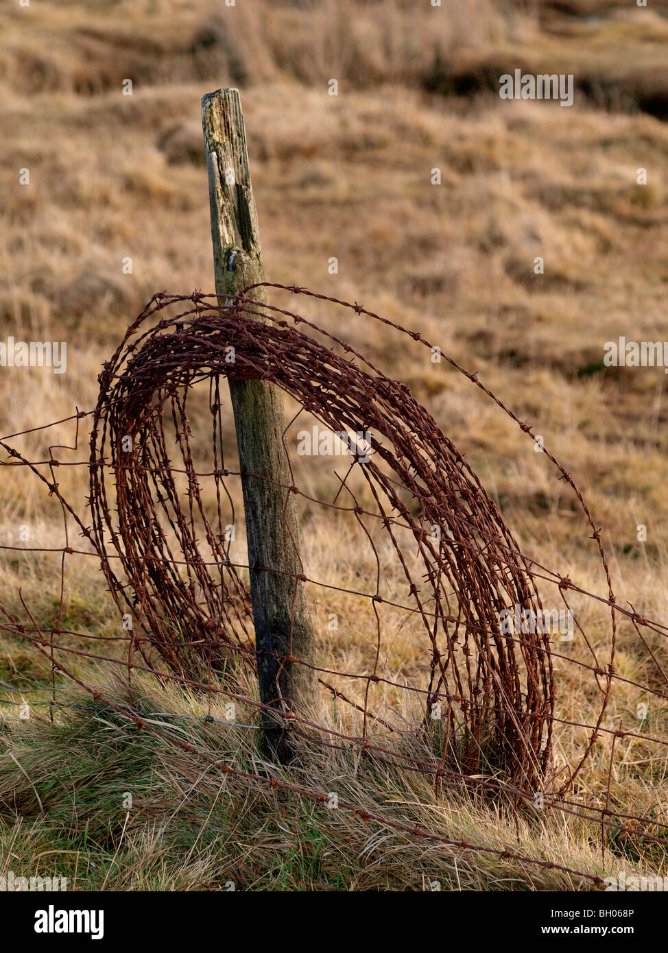 Old roll of rusty barbed wire against an old post. Stock Photo