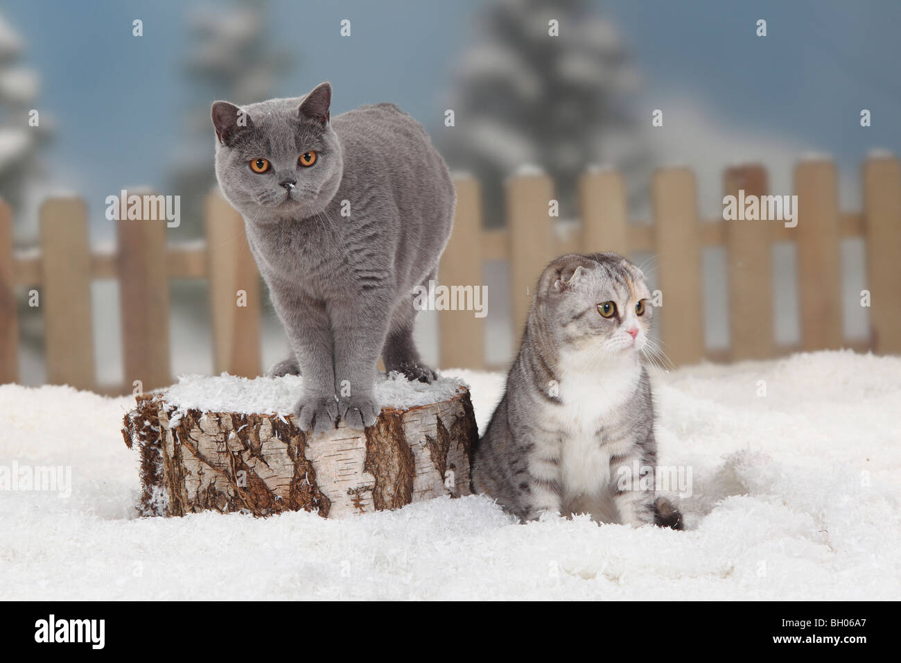 Scottish Fold And British Shorthair Cat Stock Photo 27664511 Alamy